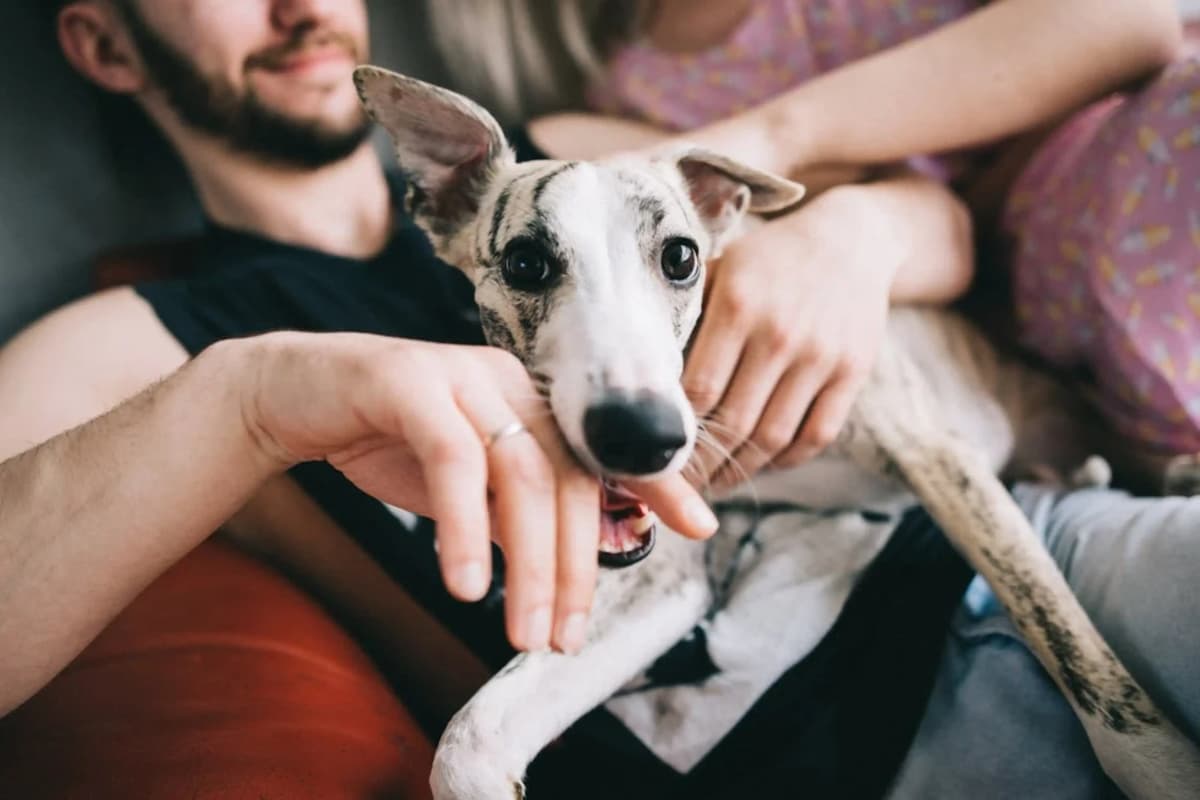 Famille heureuse avec leur animal adopté